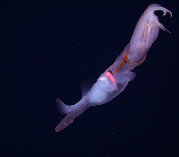 <em>Grimalditeuthis bonplandi</em> does not have suckers on its feeding tentacle (not seen here) as most squid do.