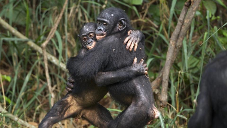 Bonobos