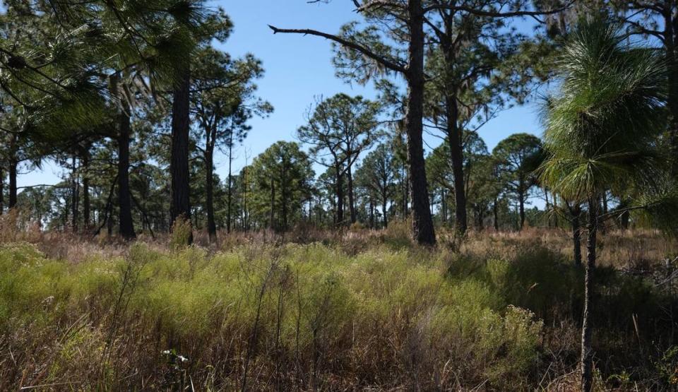 Pine flatwoods are among habitats at Duette Preserve that shelter threatened and endangered species.