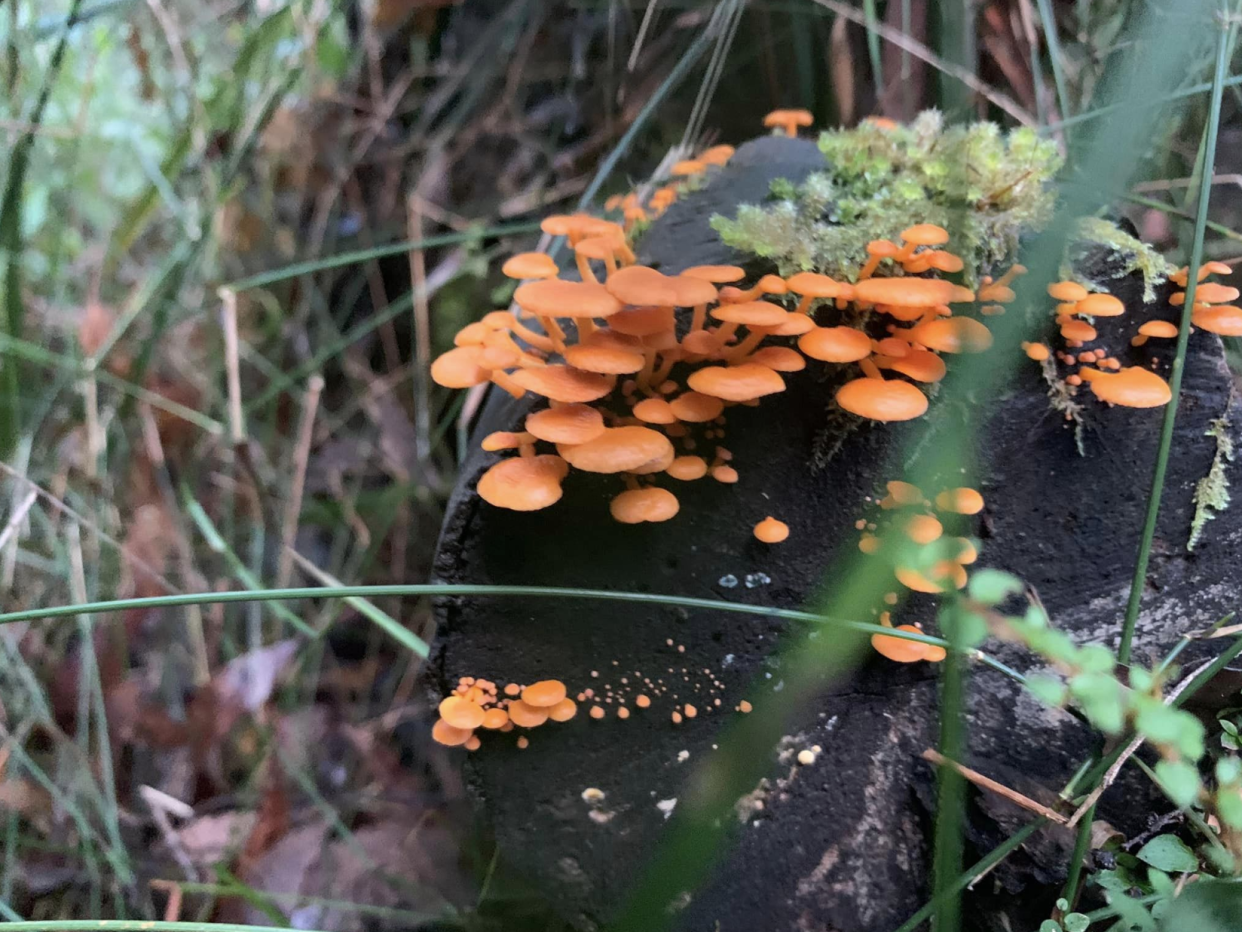 The bright orange Favolaschia Claudopus fungi in the Otway Ranges in Victoria. 