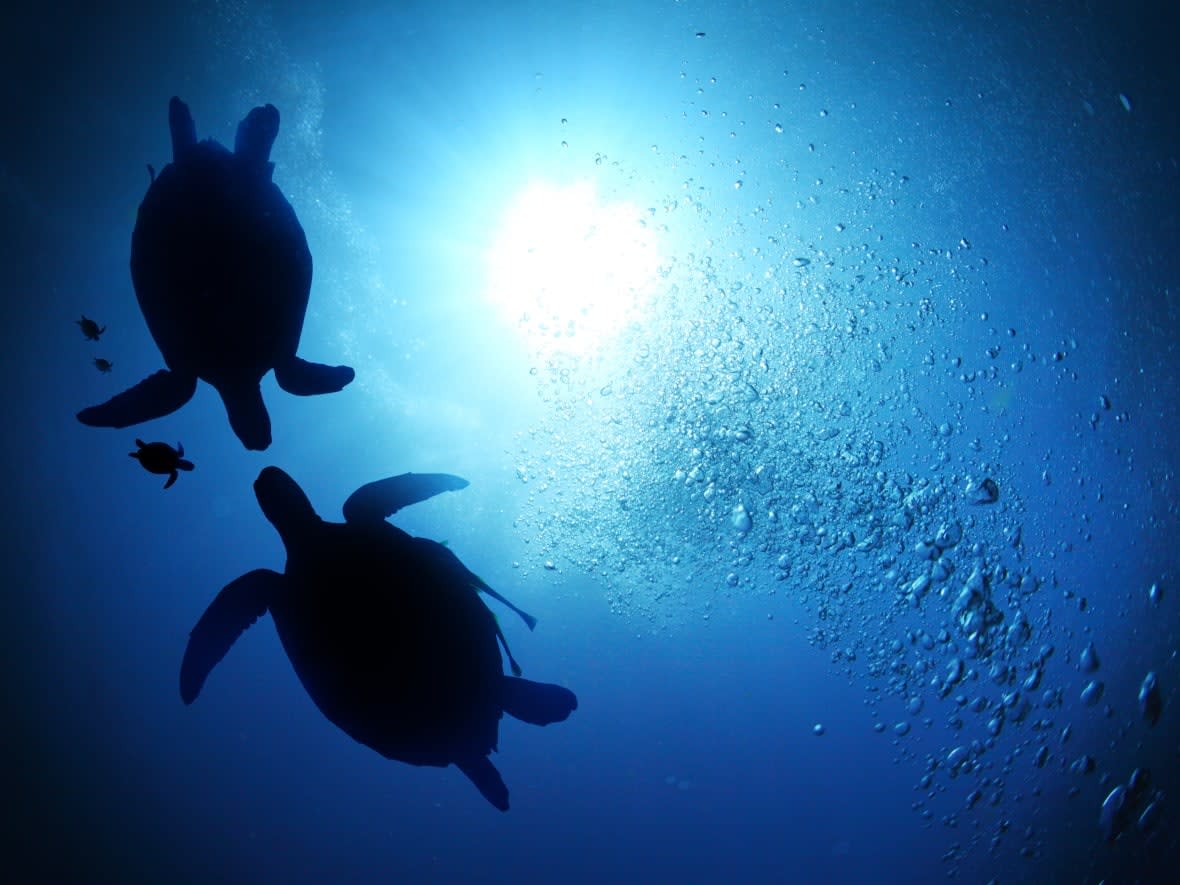 Sea turtles are shown swimming underwater. A United Nations high seas treaty, in the works for more than a decade, would aim to address the conservation and sustainable use of marine biodiversity in international waters. Two weeks of talks in New York City are due to wrap up on Friday.  (Dudarev Mikhail/Shutterstock - image credit)