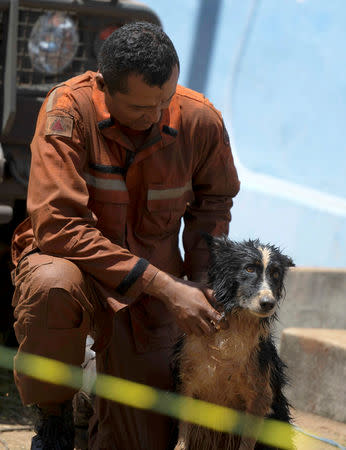 A member of a rescue team is seen with a dog after a tailings dam owned by Brazilian mining company Vale SA collapsed, in Brumadinho, Brazil January 28, 2019. REUTERS/Washington Alves