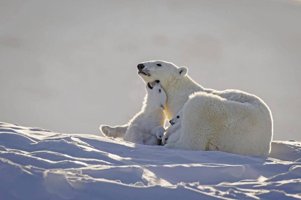 Wild Polar Bear Cubs Captured playing with mom