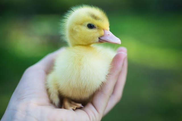 Duckling