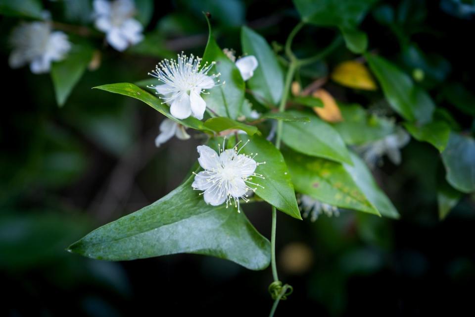 <p>Famed for its aromatic leaves and beautiful berries, the bushy Myrtle flower can be dried and added to potpourri for a fresh scent. If you're planning to grow your own, it will flower best in rich and well-drained soil.<br></p><p>'Over the winter months, it needs plenty of protection and will be happy in a conservatory or greenhouse,' Chris Bonnett from <a href="https://www.gardeningexpress.co.uk/" rel="nofollow noopener" target="_blank" data-ylk="slk:Gardening Express;elm:context_link;itc:0;sec:content-canvas" class="link ">Gardening Express</a> explains. </p>