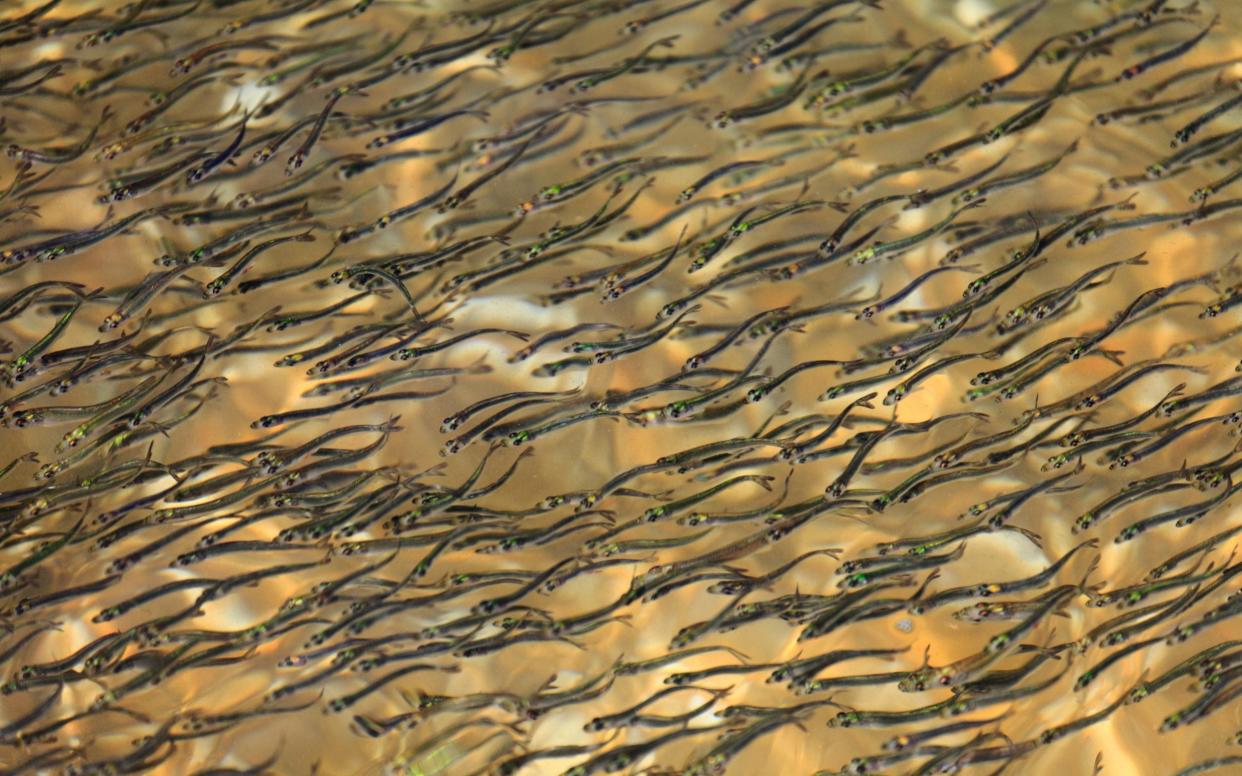 The elvers have been in decline since the 1970s - Alamy