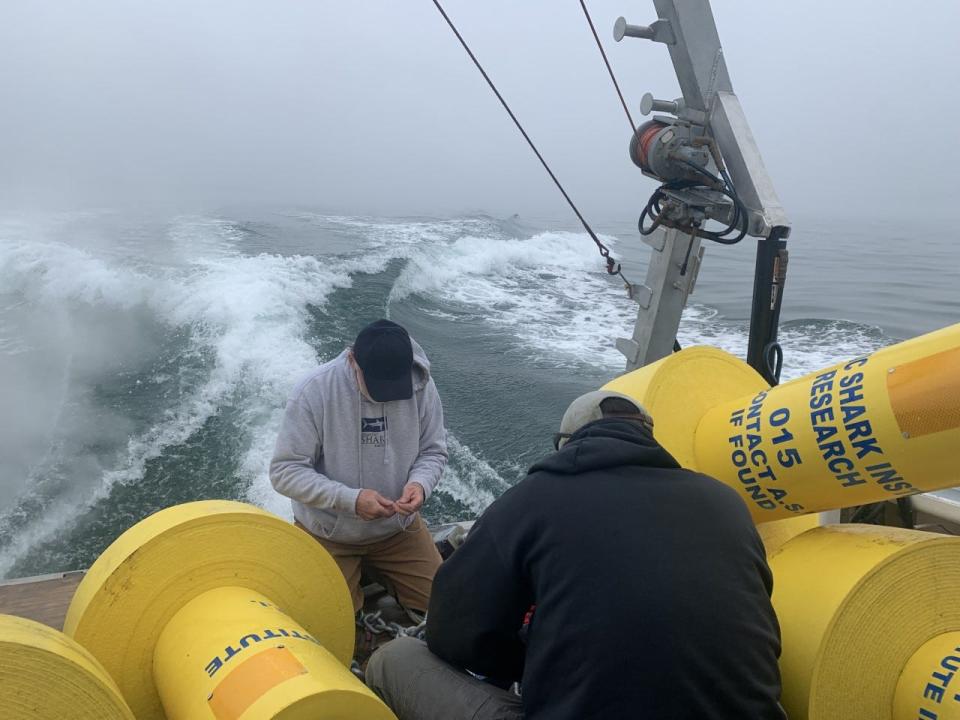 Researchers for the Atlantic Shark Institute deployed acoustic receivers offshore in May to  track the travels of tagged sharks.