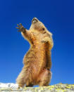 Una marmotta austriaca alle prese con un ballo ©Martina Gebert / Comedy Wildlife Photography Awards 2019