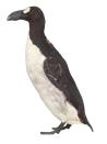 Great auk – one of the most powerful symbols of the damage that humans can inflict. This species became extinct shortly after 1852, not through habit loss but following centuries of intense exploitation by people. (Natural History Museum)