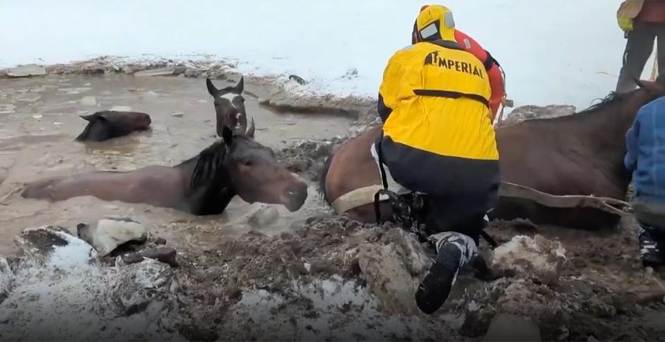 horses rescued from ice