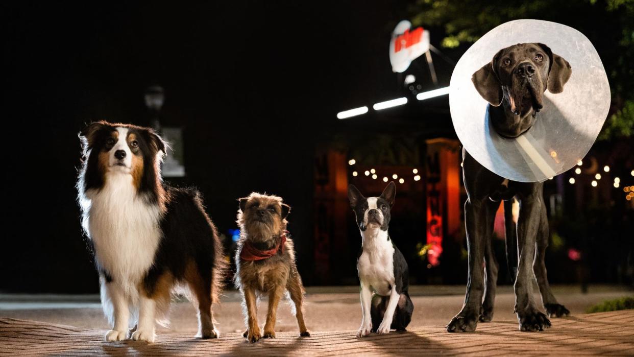  Maggie (Isla Fisher), Reggie (Will Ferrell), Bug (Jamie Foxx) and Hunter (Randall Park) in Strays 