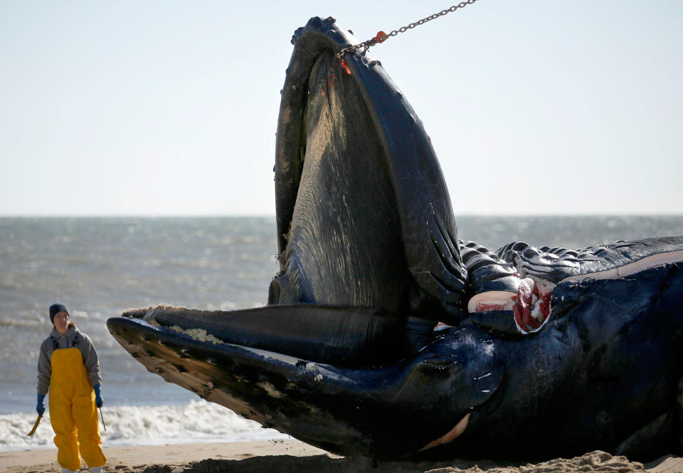 Dead whales in Virginia