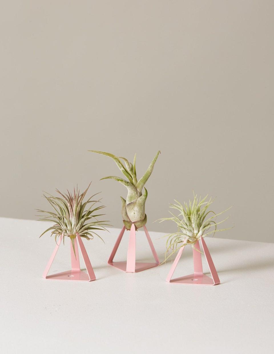 Air Plant Trio