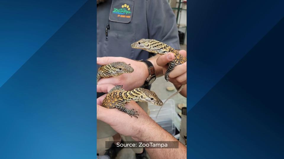 For the first time ever, ZooTampa at Lowry Park hatched endangered Komodo dragons.