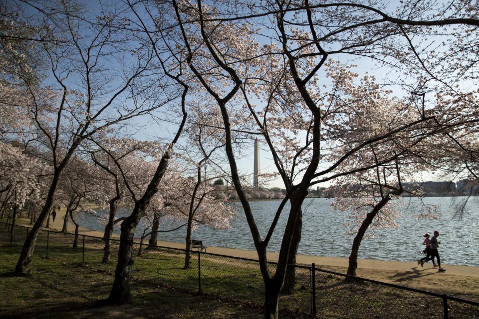 With the Washington Monument in the background, people run by cherry blossoms at the Tidal Basin, March 18, 2020, in Washington. (AP Photo/Andrew Harnik)