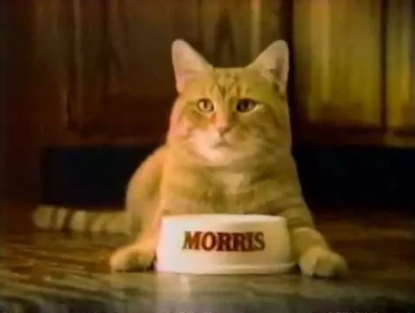 Morris the cat in front of a bowl with his name on it