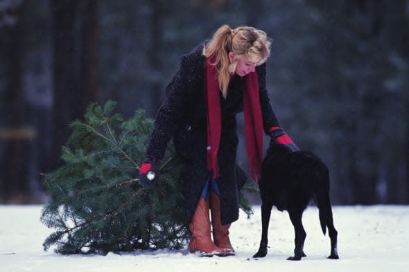 Christmas Tree shopping