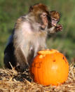 <p>Macaque monkeys are given pumpkins ahead of the Halloween festivities this weekend at Blair Drummond Safari park, Scotland on Oct. 27, 2017. (Photo: Andrew Milligan/PA Wire via ZUMA Press) </p>