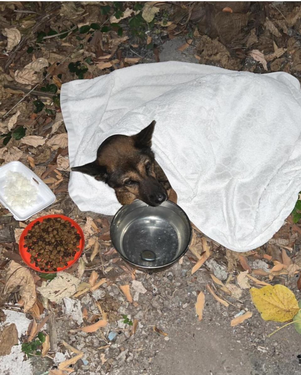 A neighbor saw that the dog was pitiful, and would provide her with food and towels.