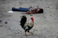 <p>Un gallo pasa por delante del cádaver de un miembro de la pandilla Barrio 18 que ha sido asesinado en San Pedro Sula, Honduras.<br>Foto: REUTERS/Goran Tomasevic </p>