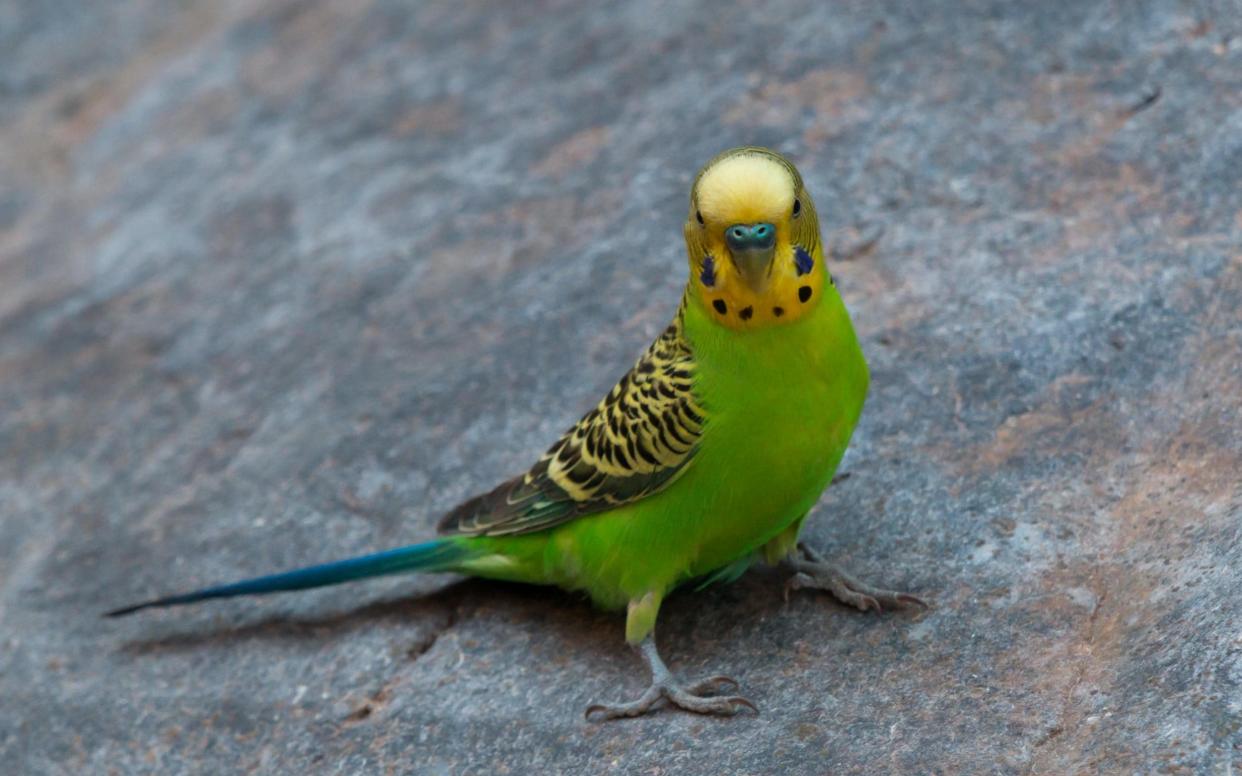 It took three days for the RSPCA officers to rescue the birds - www.Alamy.com