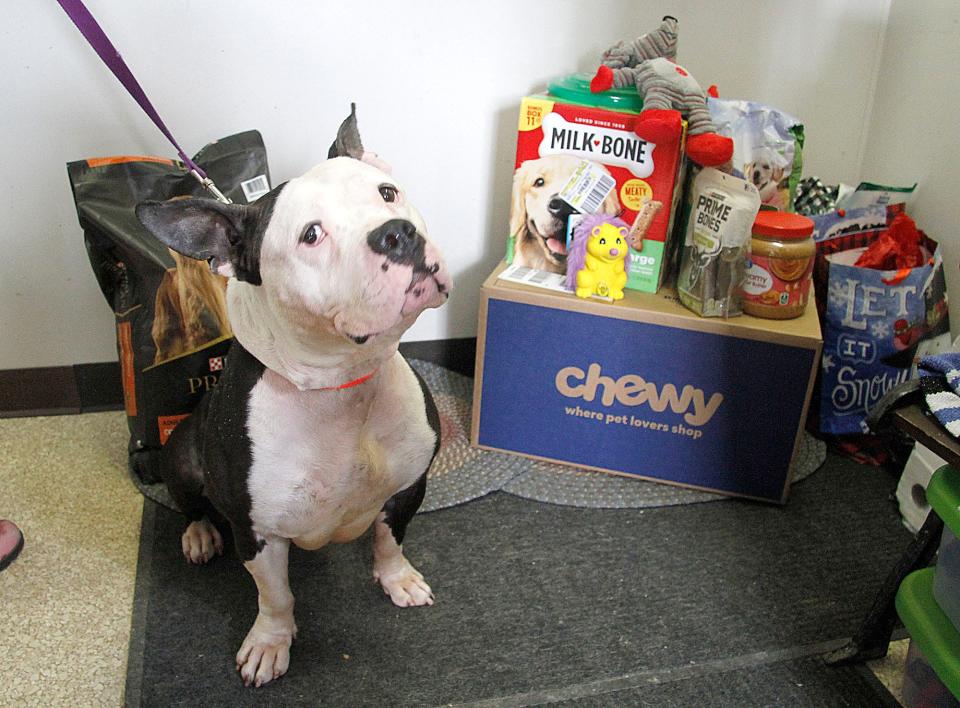 Choppa, a 4-year-old American bulldog available for adoption at the Ashland County Dog Shelter, is seen with some of the donations the shelter has received from the "Betty White Challenge" on Thursday, Jan. 13, 2022. Due to COVID, those who wish to view dogs for adoption at the Ashland County Dog Shelter must call the dog shelter and make an appointment.