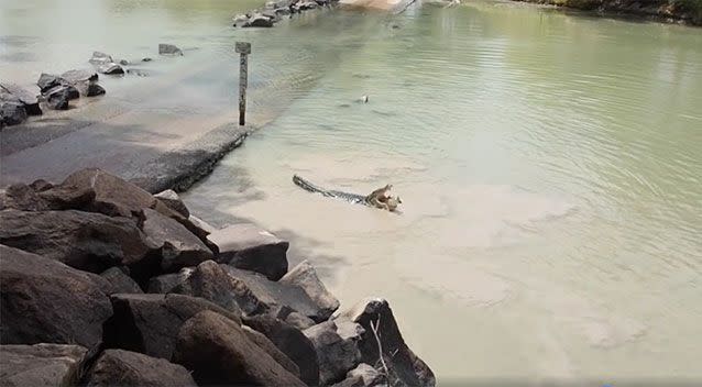 The croc enjoys its meal. Source: Facebook/ Bonker's Adventures