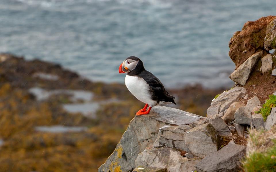 LAtrabjarg Bird Cliffs, Iceland - Getty