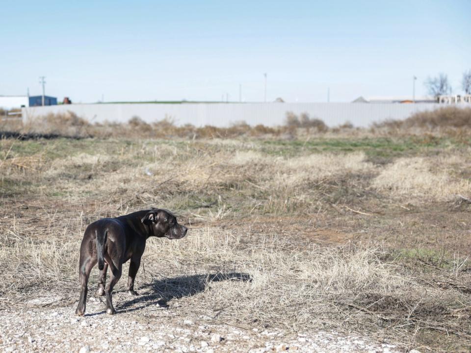 Am Tatort fanden die Beamten einen verletzten schwarz-grauen Pitbull. - Copyright: Mike Simons for BI