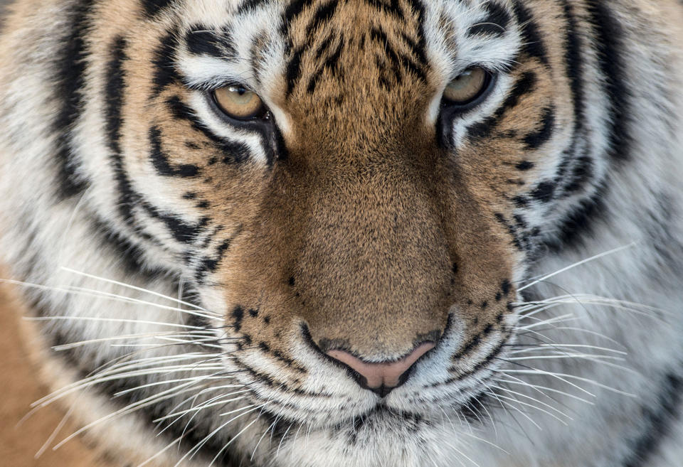Siberian Tiger in Berlin Zoo