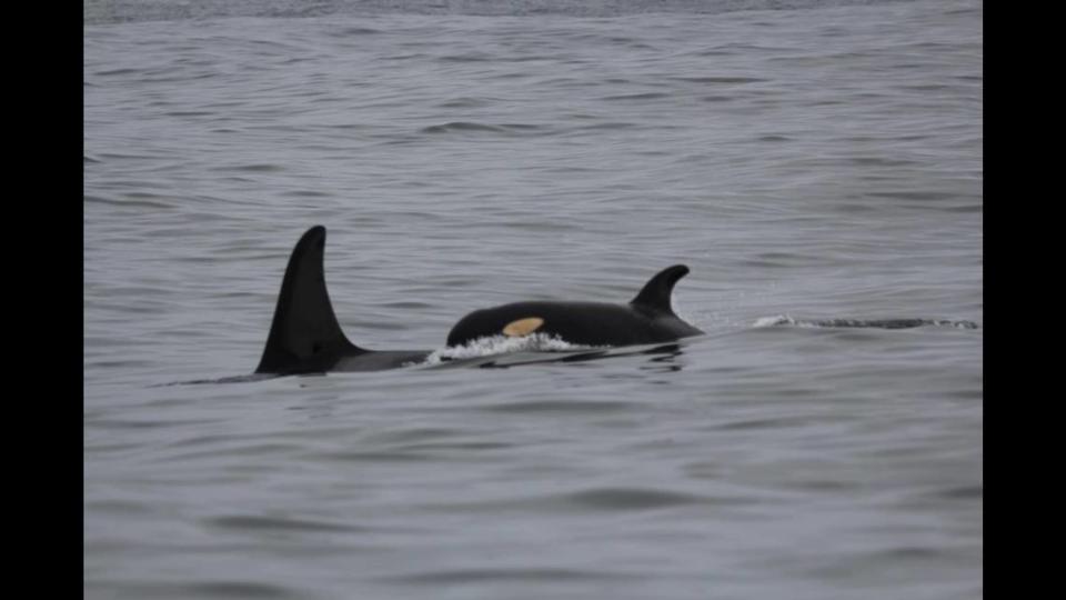 The calf was spotted swimming alongside several other orcas off the coast of Canada, photos show.