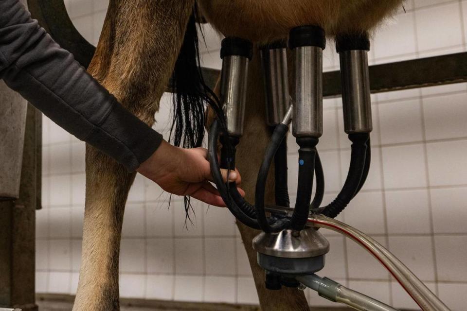 Kayler Campbell, a mobile dairy classroom instructor, begins to milk Buttercup with a milking machine for a cow milking demonstration for elementary school students in the Fort Worth Stock Show and Rodeo.