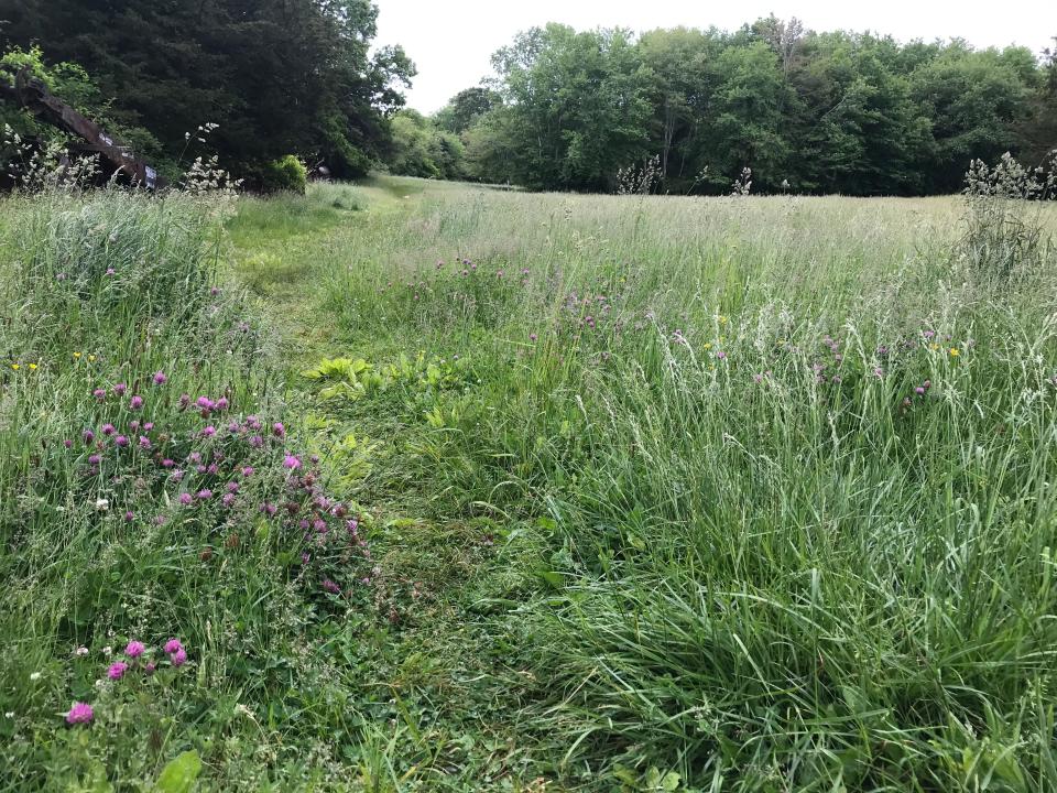The trail through the Grills Wildlife Sanctuary starts out through a field filled with wildflowers and native grasses.