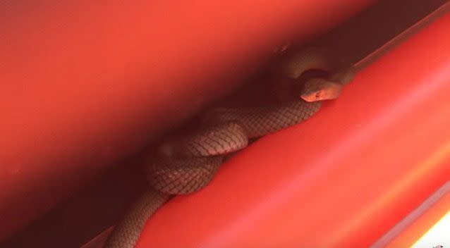 The snake was hiding out in the crack of the boat. Source: Viralhog
