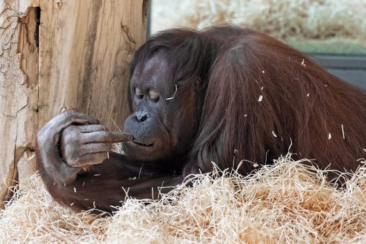 Nonja es toda una celebridad en un zoológico de Viena, pues ha demostrado poder pintar e incluso tomar fotografías. Foto: Facebook.com/zoovienna