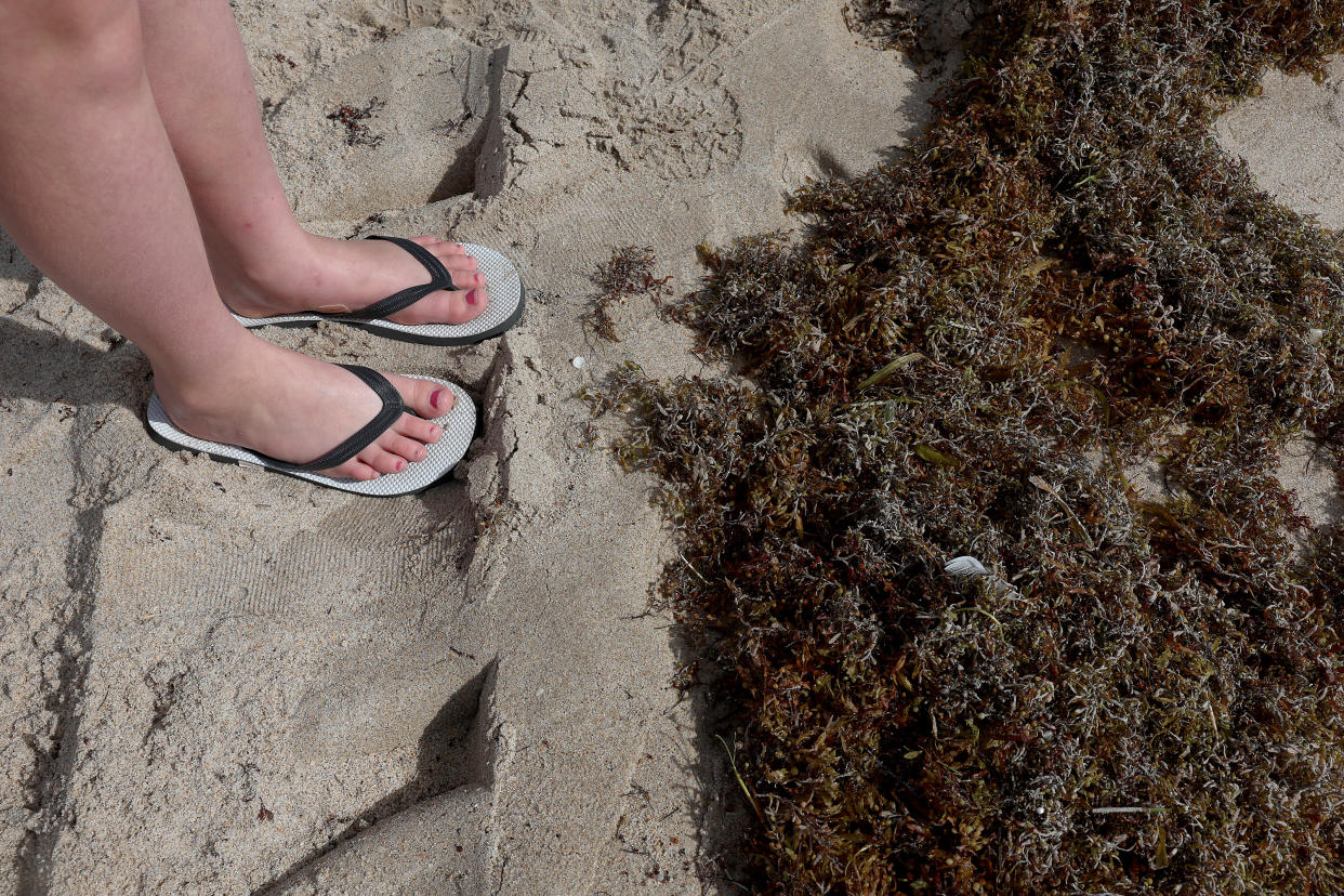 Photos show seaweed 'blob' washing ashore in Florida