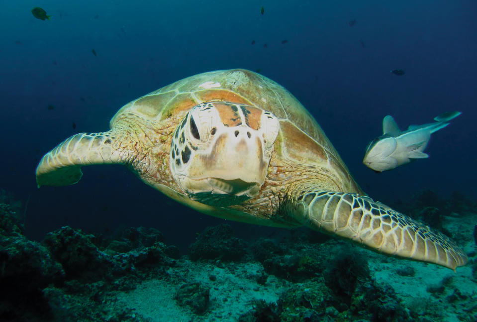 Green Turtle, Malaysia