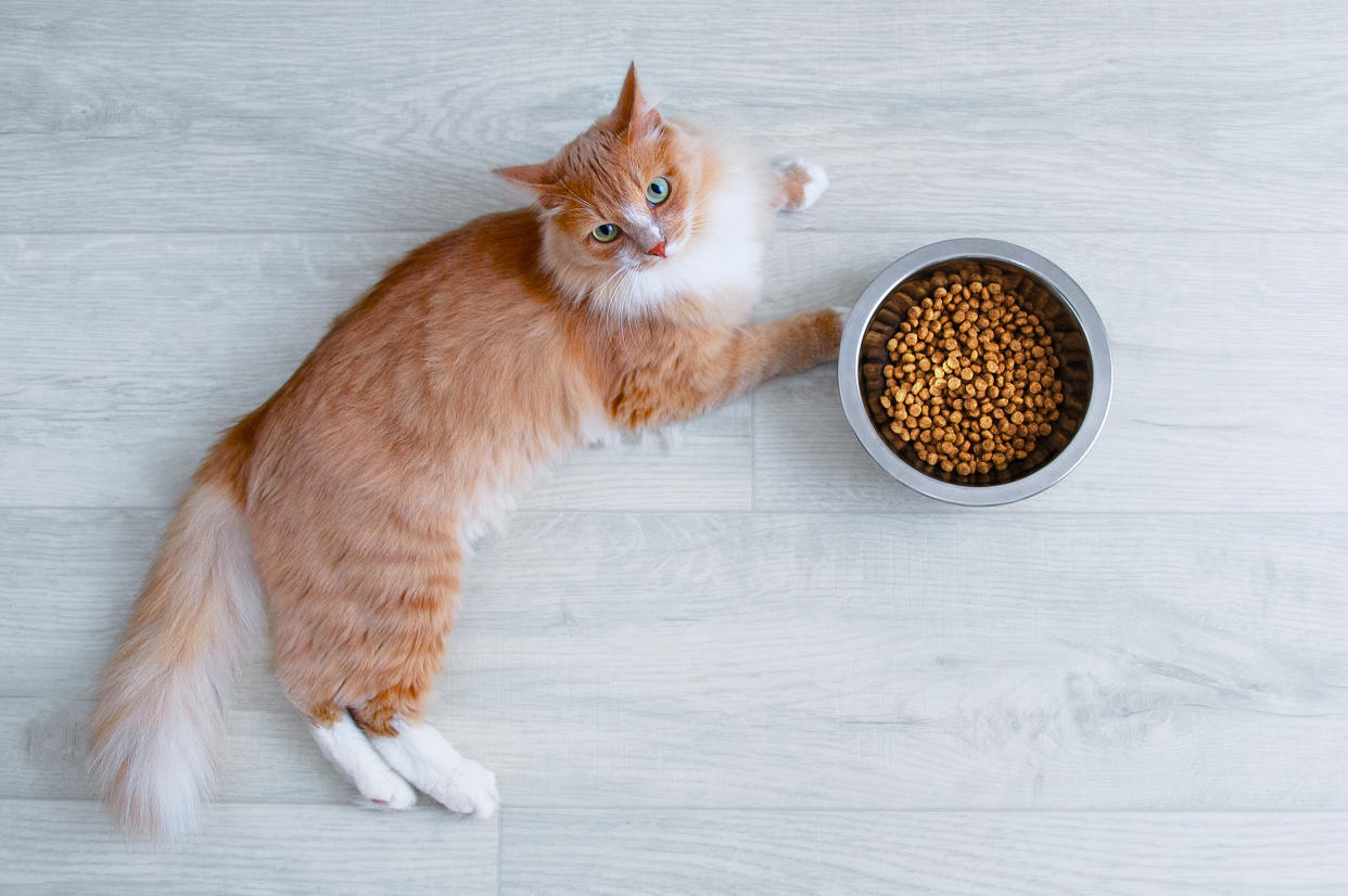 Los gatos son criaturas de rutinas, por lo que es muy importante tener una certeza de horarios para su alimentación adecuada. (Getty Images)