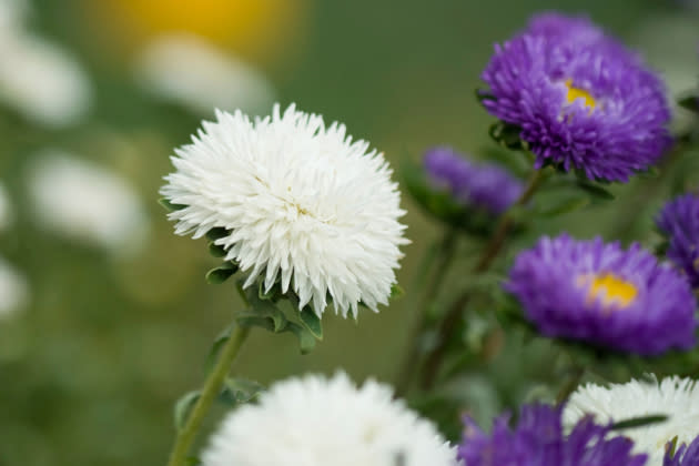 Astern bilden kräftige Ausläufer und wuchern dann im Blumenbeet (Foto: Thinkstock)