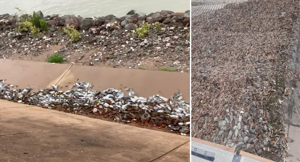 Piles of the dead rats on the Karumba shoreline. 