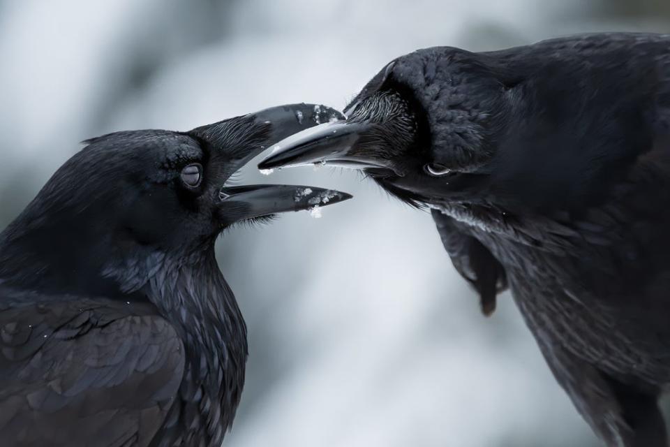 Shane Kalyn’s image of two ravens won the Wildlife Photographer of the Year: Behaviour: Birds Award (Shane Kalyn/Wildlife Photographer of the Year/PA) (PA Media)