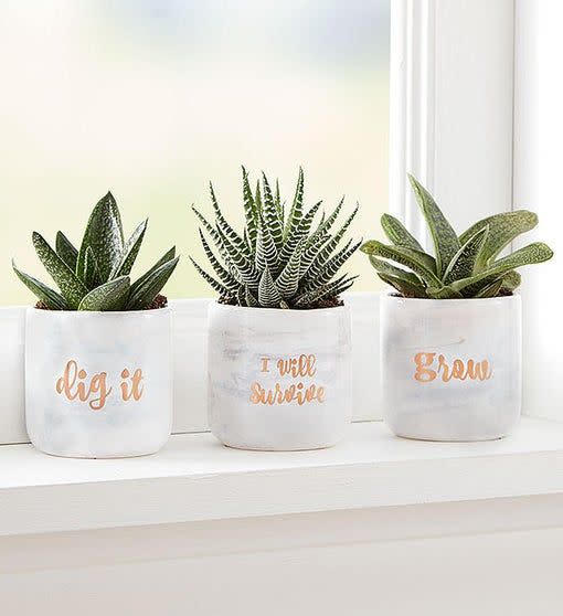 41) “Dig It” Succulent Trio