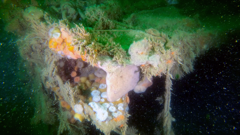 Coral and other marine life on the wreck of the V 1302 John Mahn.