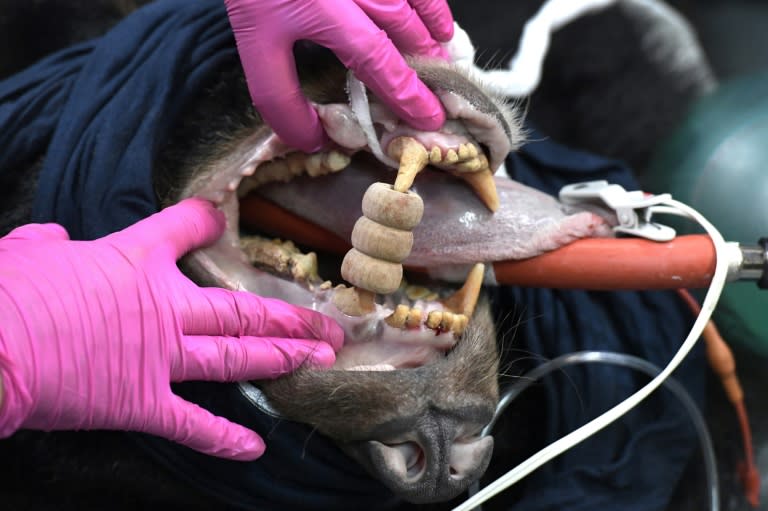 Veterinary staff from Four Paws, an animal conservation group in Vietnam, check the condition of a sedated bear during a rescue operation