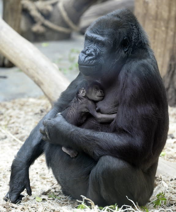 gorilla embryo