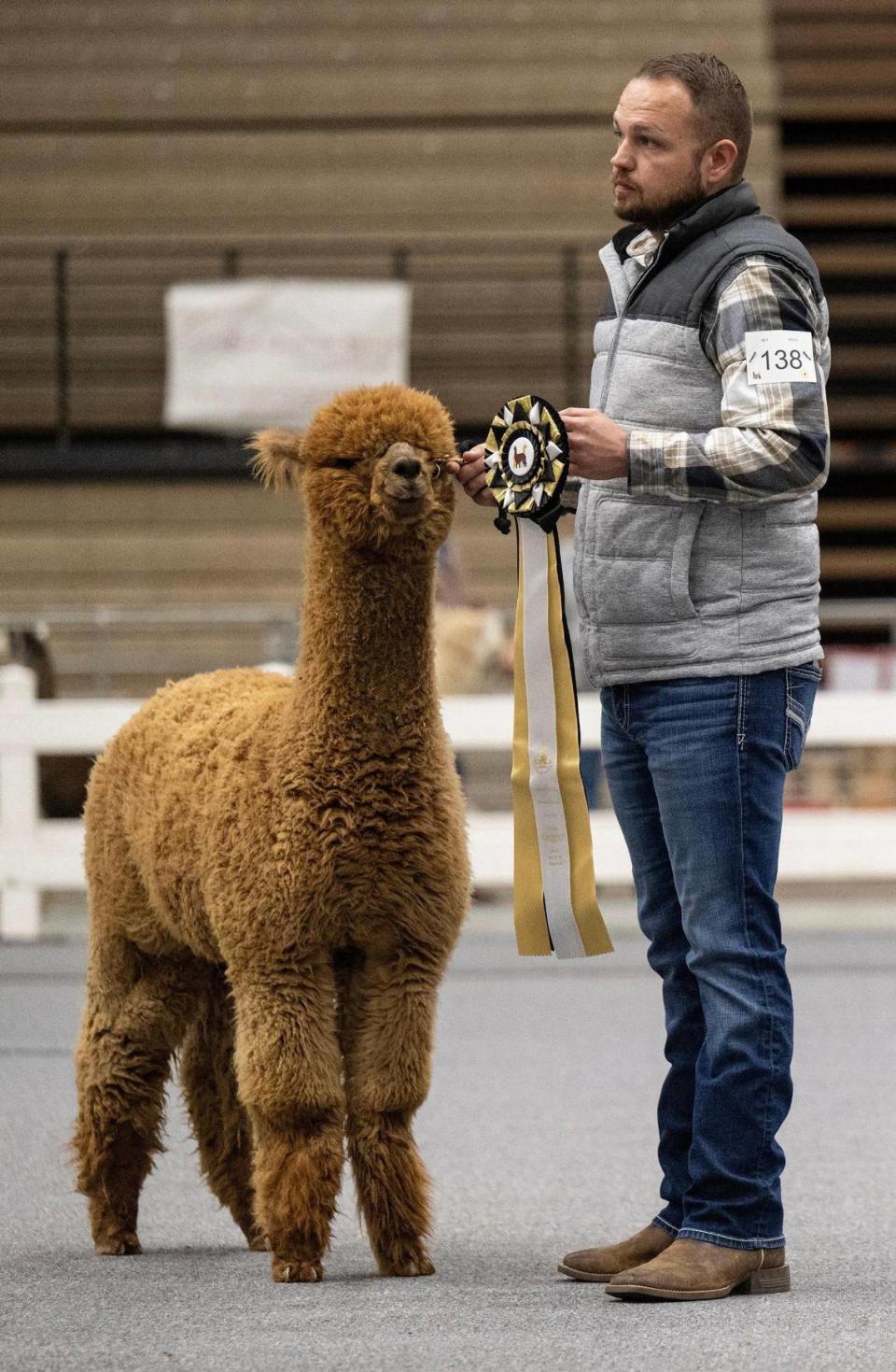 Russ Reynolds of La Motte, Iowa, took Best Bred & Owned with Irish Meadows Urban, a Huacaya alpaca, during the halter class at the MOPACA Invitational Alpaca Show 2024 at Hale Arena on Friday, March 22, 2024, in Kansas City. Reynolds was showing the alpaca for owner Mike and Julie Delaney of Irish Meadows Alpaca Farm in La Motte, Iowa. Tammy Ljungblad/tljungblad@kcstar.com