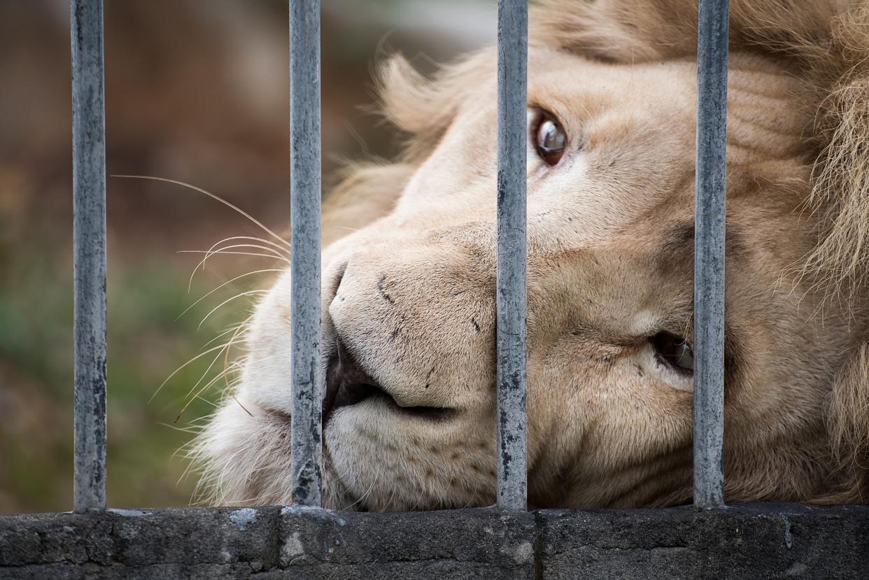 FILE - The 25-year-old employee of the Osnabrück Zoo, in northwestern Germany, near the border with the Netherlands, was not seriously injured but was rushed to a nearby hospital as a precaution, police said. 