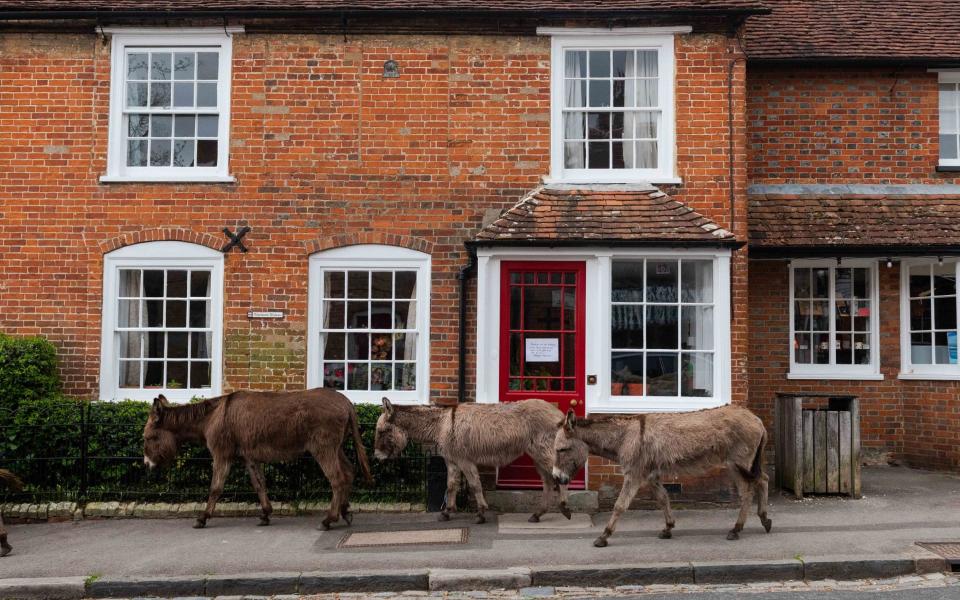 A drove of donkeys make their way through the deserted streets of Beaulieu, Hampshire. - Jordan Pettitt/Solent News & Photo Agency