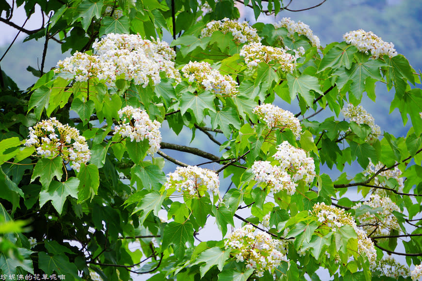 新竹縣寶山鄉｜桐花森林遇