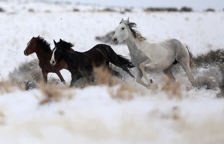 Wild horses attempt to escape being herded into corrals by a helicopter during a Bureau of Land Management round-up outside Milford, Utah, U.S., January 8, 2017. REUTERS/Jim Urquhart